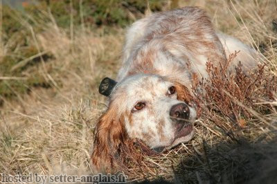 Setter Anglais DIVINE DES OISELLES LANDES Setter Anglais DIVINE DES OISELLES LANDES